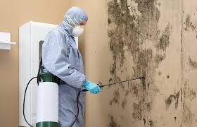 Why You Should Choose Our Mold Remediation Services in Warm Springs, OR